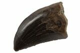 Serrated Tyrannosaur Tooth - Judith River Formation #194335-1